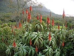 Image result for Aloe bukobana