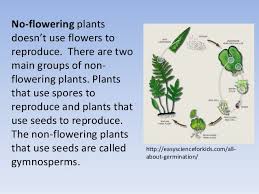 The flowers are special structures for reproduction. Flowering Plants Use Spores To Reproduce
