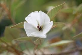 Image result for Melhania