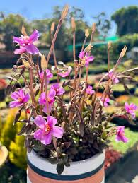 Image result for Anacampseros rhodesica