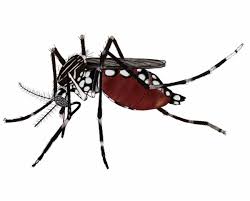 Image result for Dengue