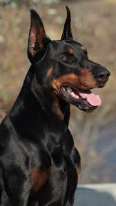 The american doberman pinscher's weight is 75 to 100 pounds for males and 60 to 90 pounds for females. Dobermans On Big Barker Beds Doberman Doberman Dogs Doberman Pinscher
