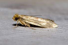 Aiutatemi.è da qualche settimana che in casa sono circondata da farfalline piccole piccole nere. I Rimedi Per Eliminare Le Tarme Dagli Armadi Di Casa