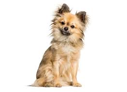 Breeders of merit are denoted by level in ascending order of: Chi Chi Chinese Crested Chihuahua Mix Info Pictures Care Pet Keen