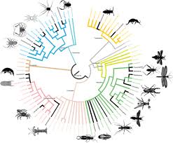 Game content and materials copyright cactus mccoy 2. Intrasexually Selected Weapons Rico Guevara 2019 Biological Reviews Wiley Online Library