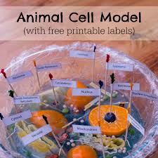 Plant animal cells coloring activity worksheet 6th 7th 8th high school. Animal Cell Model Researchparent Com