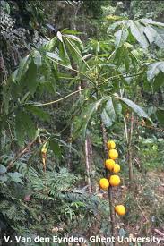 Image result for Vasconcellea