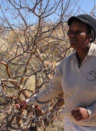 Image result for Commiphora viminea