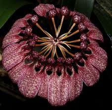 Image result for Bulbophyllum burttii