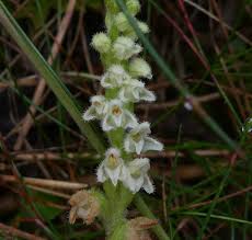 Image result for Goodyera