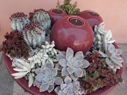 Succulents Anstead Brisbane Succulents Cactus And Succulents Container Gardening