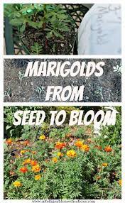 Marigolds From Seed To Bloom Planting Marigolds Growing Marigolds Marigolds In Garden