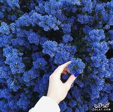 ورود رووووعه باللون الأزرق 3dlat Net 16 17 494a Blue Aesthetic Ravenclaw Aesthetic Everything Is Blue
