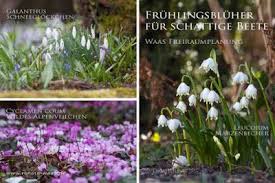 Fruhling Im Garten Die Schonsten Fruhbluher Gartenschirme Gartenarchitekt Pflegeleichter Garten