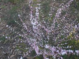 Boronia Anemonefolia Rushworth Victoria Plants Victoria