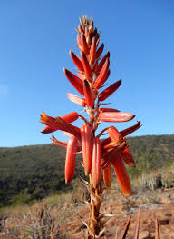 Image result for Aloe pienaarii
