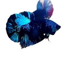 Instantly make your betta fish happier with this easy to follow betta. 13 Logo Ikan Cupang Avatar Pictures