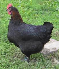La Poule Marans Ou L Acheter Caracteristiques Poule Marans Poulets De Compagnie Poulets D Elevage