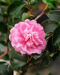 Image result for Camellia