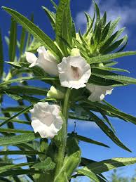 Image result for Sesamum angustifolium