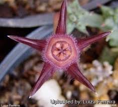 Image result for Duvalia