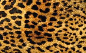 Animal Print Wallpapers Top Free Animal Print Backgrounds Wallpaperaccess Colourful cow print with clashing pastel colours soon to be available in a4 or a3 on glossy paper ready for a frame or to stick straight onto a wall in an aesthetic and colourful house, flat or apartment. animal print wallpapers top free