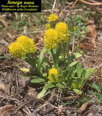 Image result for Polygala senensis