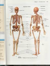 human skeleton model labeled best of tag human anatomy skull