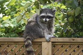 How To Get Rid Of Raccoons Possums And Skunks In Your Yard Raccoon Repellent Getting Rid Of Raccoons Skunk Repellent