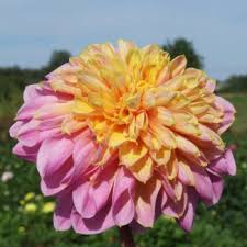 Watch hd movies online for free and download the latest movies. Cactus Dahlias Dahlia Tubers Order Dahlia Tubers Online Delivery By Courier