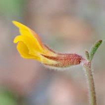 Image result for Lactuca imbricata