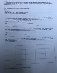 A ssyy plant would be recessive for both traits. Solved 3 Dihybrid Cross The Dark Bodied And Rudimentary Chegg Com