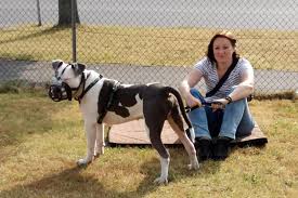 Dann wollte er sofort wieder weg. Unsere Hunde Bei Tiere Suchen Ein Zuhause Tierheim Duisburg