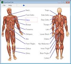 Muscle Exercise Exercise Muscle Groups Chart