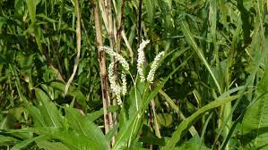 Image result for Pavonia senegalensis