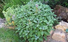 L Usage Medical Spirituel Et Cosmetique De La Sauge Sauge Officinale Sauge Plante