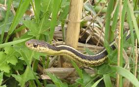 So, the question then becomes, how to keep snakes away without using harsh chemicals. Keep Snakes Out Of Your Yard By Leaving Hair From Your Hairbrush Around Your Yard Keep Snakes Away Snake Repellant Garden