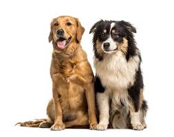 It is a highly social dog. Australian Shepherd Golden Retriever Mix Price Temperament And More Perfect Dog Breeds