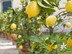 This size is much smaller than the size of regular fruit trees, which can be over 30 ft. Growing Citrus In Containers Hgtv