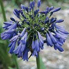 Pin On Purple Garden