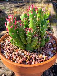 Image result for Austrocylindropuntia