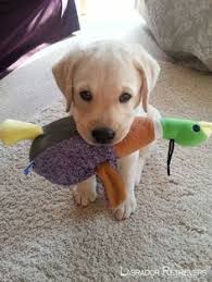 Labrador Retrievers Labradoritenecklace Labradorretrievers Chiot Trop Mignon Chiot Animaux Adorables