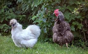 Une poule n'a aucune utilité d'un couteau. La Poule Soie Comment Elever Une Poule Soie A La Maison