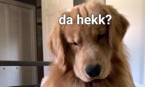 Golden retriever pups week #4 is in the books! Golden Retriever S Reaction To Wearing Hair Clip Is Going Viral Video Allure