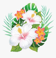 Maybe you would like to learn more about one of these? Rosemallows Hawaiian Hibiscus Flower Hawaiian Flowers Png Transparent Png Kindpng