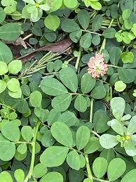 Image result for Indigofera demissa