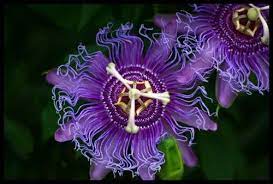 5 Amazing Native Plants Blooming In May Alliance For The Chesapeake Bay Purple Passion Flower Passion Flower Native Plants