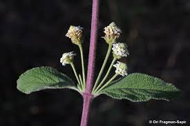Image result for Nesogenaceae