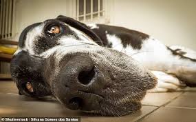 Check spelling or type a new query. Britain Is Falling Out Of Love With The Great Dane As It Starts To Favour Smaller Breeds Readsector