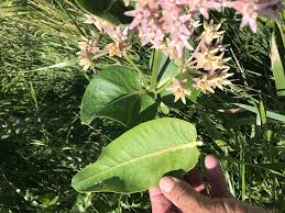 Image result for Sisyranthus imberbis